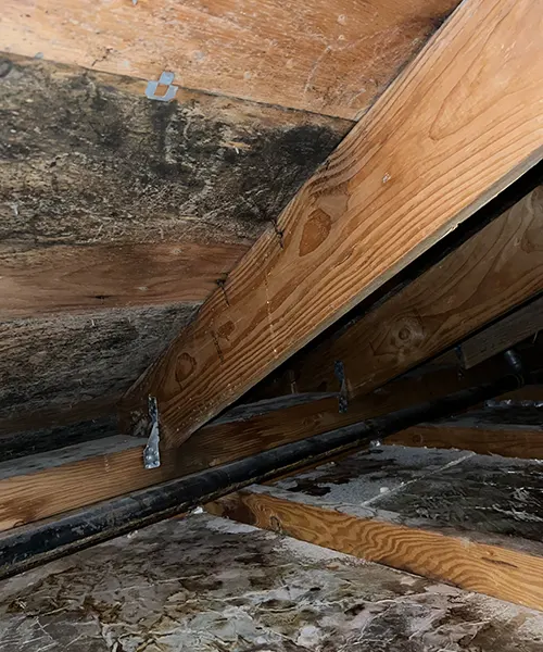 Mold Remediation in Attic Over Pool in Bellevue 